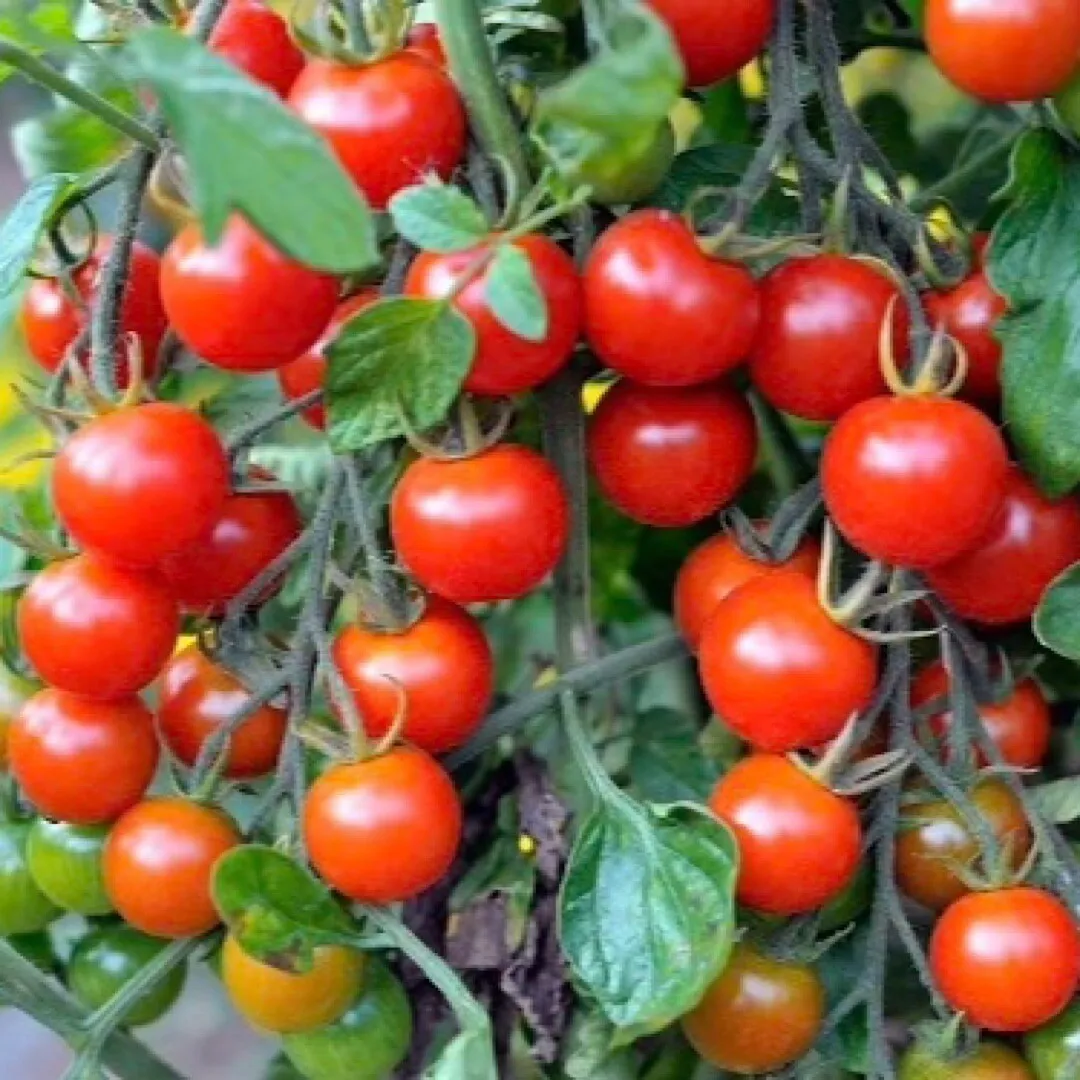 100 Seeds Tomato Small Red Cherry Seller US - $9.50