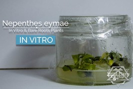 Nepenthes eymae in vitro (Tissue Culture) Carnivorous plant tropical pitcher pla - £21.18 GBP