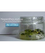 Nepenthes eymae in vitro (Tissue Culture) Carnivorous plant tropical pit... - £21.21 GBP