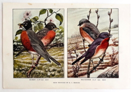 1927 Robin And Bluebird Bird Art Plate Color Book Print Wildlife Vintage... - $19.99