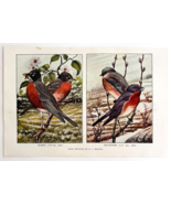1927 Robin And Bluebird Bird Art Plate Color Book Print Wildlife Vintage... - €17,16 EUR