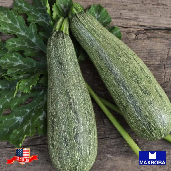 40+ Squash Seeds Summer Zucchini Grey Heirloom Vegetablr Non-Gmo Garden - £6.32 GBP