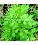 USA Seller Mugwort Ngai Cuu Yomogi Artemisinin Artemisia Argyi Silvery W... - $2.58