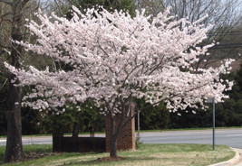 Yoshino Flowering Cherry Tree image 1