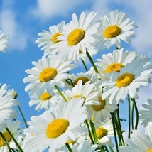 1 Oz Alaska Shasta Daisy Flower Seeds Wildflower Patio Cut Flowers Fresh... - £26.69 GBP