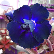 Adenium Blackish Dark Blue Petals Flower Seeds 2 Seeds Pack 2 Layer Big Blooms S - $20.00