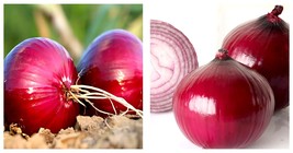 2000 Seeds/Bag Red Onion Seeds - Purple Skin Variety Seeds - £20.39 GBP