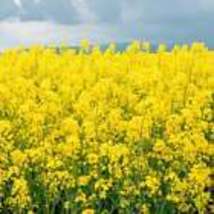 Yellow Mustard Seeds Organic Non Gmo - Heirloom Seeds – Herb Seeds 10 Seeds - £8.64 GBP