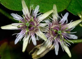 5 Pc Seeds Passiflora Sexflora Flower Plant, Passiflora Seeds for Planting | RK - £20.14 GBP