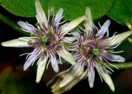 5 Pc Seeds Passiflora Sexflora Flower Plant, Passiflora Seeds for Planting | RK - £19.77 GBP