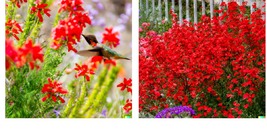 600+ Red Hummingbird Flower Seeds (G. aggregata) Scarlet Gilia rubra Wildflower - £22.37 GBP