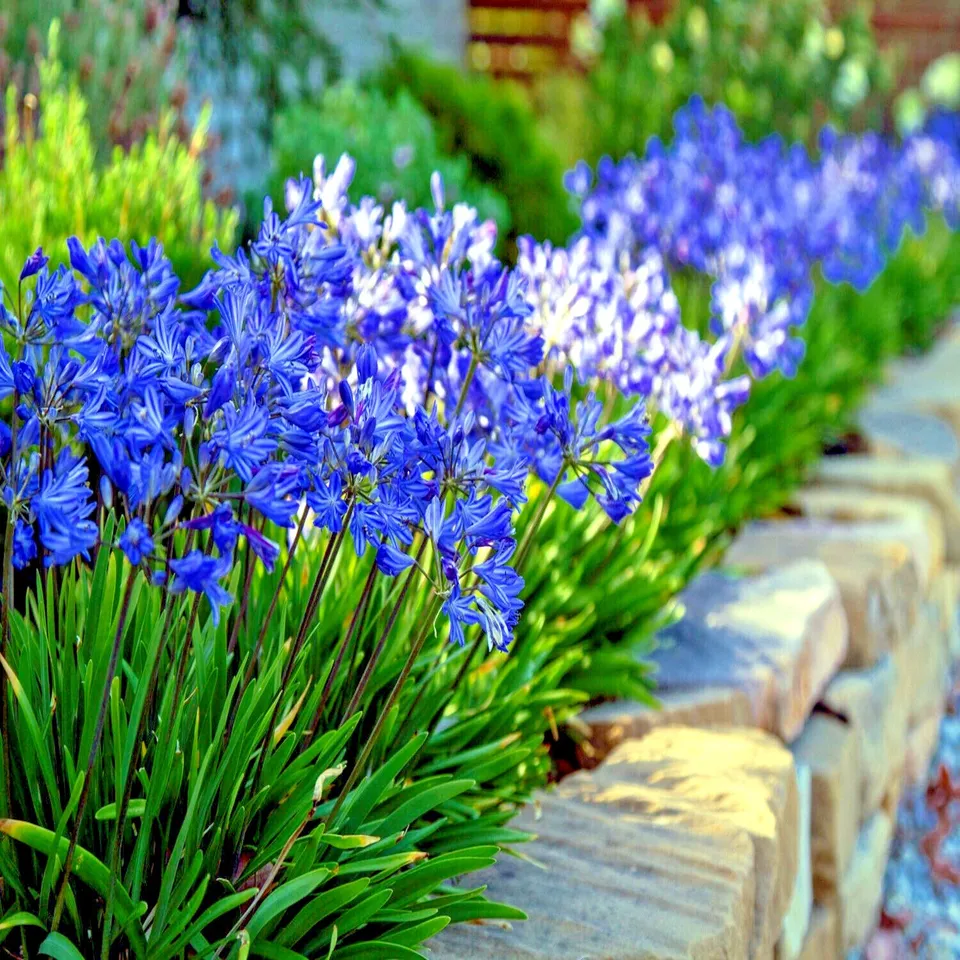 25 Seeds Dwarf Blue Lily of The Nile Flower Seeds Agapanthus - £13.36 GBP