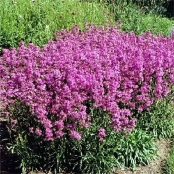 Top Seller 1000 Tall Catchfly Campion None So Pretty Silene Armeria Pink... - $14.60