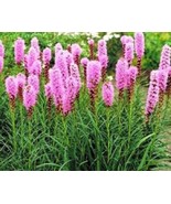 25 Fresh Seeds Gayfeather Blazing Star Flower - $5.98