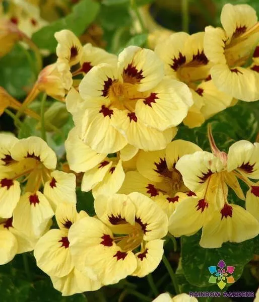 BPASTORE 50 Troika Cream Nasturtium For Garden Planting Buy Seeds Online - $10.65