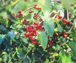 10 Pk Hawaiian Kona Coffee Plant Seeds ~ Grow Hawaii - £87.28 GBP