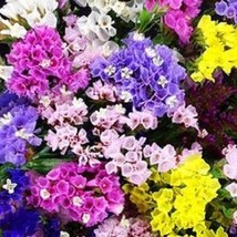 THJAR 50 Sapanoria Beauty Mix / Re-Seeding Annual Flower Seeds - $6.74