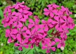 None So Pretty Catchfly Seeds 500+ Annual Flower Silene Armeria From US - £6.89 GBP