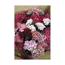 Premier Seeds Direct SWW03F 1.5 g Sweet William Auricula Eyed Seeds (Pac... - $9.60 CAD