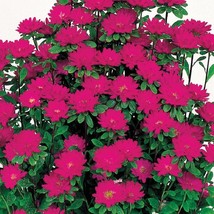 Aster Seeds 50 Seeds Aster Serenade Deep Rose Cut Flower Seeds Gardening USA Shi - £10.88 GBP