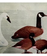Swan Canada Goose Brants 1936 Bird Art Lithograph Color Plate Print DWU12A - $39.99