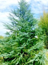 10 Shalimar Deodar Cedar Seeds Cedrus Deodara Shalimar Ships From USA - £10.16 GBP