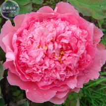 Fresh 5 Seeds Rose Pink Peony Shrub Flowers 4 Layer Outer Petals Big Ball Inner  - £4.95 GBP