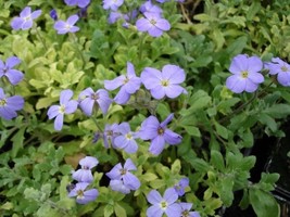 50 Aubrieta Seeds Light Blue Rock Cress Seeds (Perennial) Garden USA Seeds - £6.35 GBP