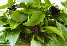 SGHOST 200 Thai Basil Seeds Non Gmo Fresh For Your Garden USA Seller - $8.26