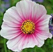 BPA 300 Seeds Cosmos Daydream Seeds Wildflower Heat Drought Poor Soils Pollinato - £6.94 GBP