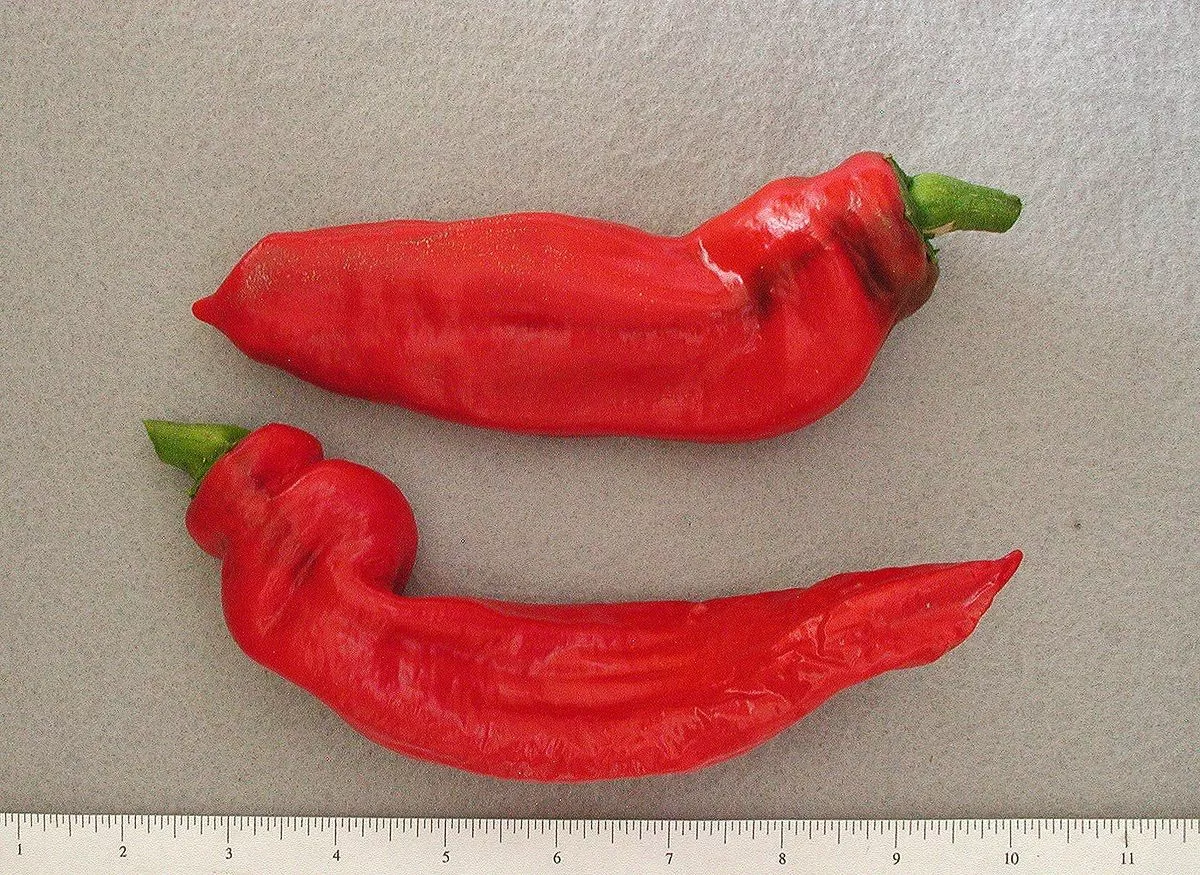 25 MARCONI ROSSO ITALIAN PEPPER VEGETABLE SEEDS FOR GARDEN - $133.04 MXN