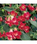 Fresh 15 Seeds Kohleria Longwood House Flowers Fast Shiping - $12.99 CAD