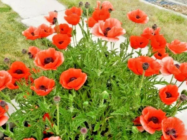 500+Oriental Poppy Seeds Perennial Flower Container Drought Heat Cold Fresh - £5.94 GBP