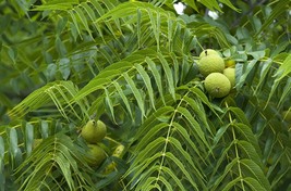 1-2 year old Black walnut tree, Julans Nigra, edible nuts plus Timber wood  12”+ - £17.69 GBP