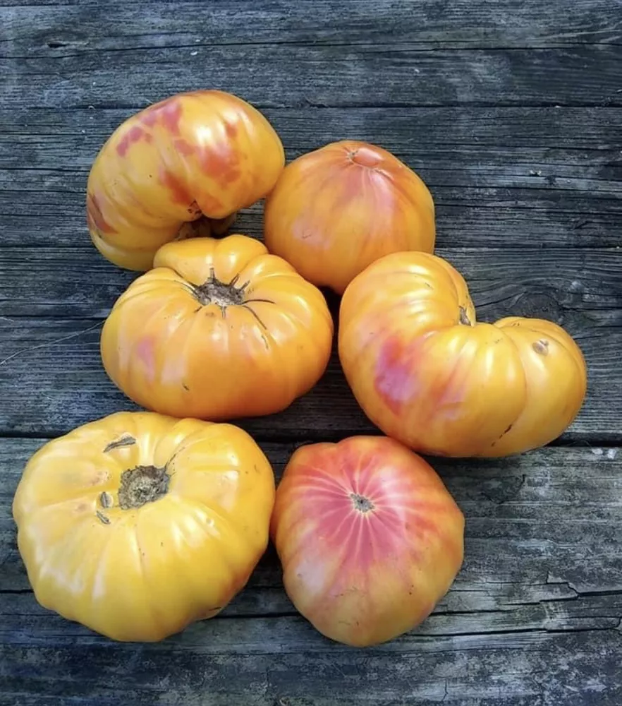 Mr. Stripey Tomato Heirloom Seeds Organic - £2.67 GBP