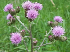 200 Creeping Thistle Seeds Planting Gardening USA SELLER - $12.96