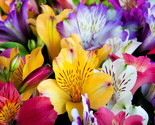 Sale 10 Seeds Peruvian Lily Mix Alstroemeria Ligtu Myers Hybrids Mixed C... - $15.90