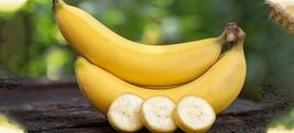  Fruit Tree: Cavendish Banana Live Plant - £45.44 GBP