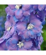 50 Fancy Delphinium Seeds Perennial Garden Flower Bloom Seed Flowers US ... - $9.78