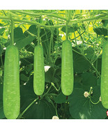 SYR 20 Bottle Gourd Hat Bau Lauki Dudhi Opo Asian Calabas Chinese Squash... - $24.94 CAD