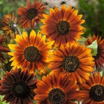 Sunflower Earthwalker 90&quot; Tall Warm Earthy Tones Pollinators Non Gmo  100 Seeds  - $8.99