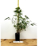Fargesia dracocephala ‘Rufa’ Clumping Dragon’s Head Bamboo - $51.38 CAD+