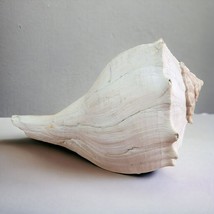 Florida Horse Conch Seashell Large 9 Inch Sea Shell Ocean Swirl White Point Horn - £28.54 GBP