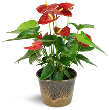 Anthurium Andraeanu Plants, 100 SEEDS D - £9.64 GBP