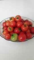 SEPT 30 Tiny Tim Tomato Seeds. . Open Pollinated. Dwarf Determinate - $5.88