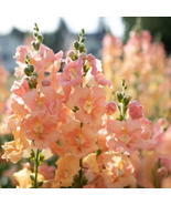 1000 Pcs Chantilly Light Salmon Snapdragon Seeds for Garden - $10.99
