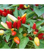 KKG Cascabella 50 Seeds Chili Pepper Pickling Pepper Fresh Garden - $182.53 MXN