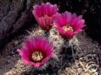 Echinocereus engelmannii chrysocentrus HARDY Seeds! - $16.42