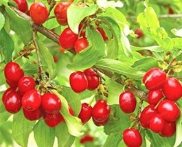 10 Seeds Cornelian Cherry Seeds Cornus Dogwood Garden USA Shipping - £11.19 GBP