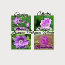 Fresh USA Seller Pick A 4 Pack Of Geranium Seed - $27.98